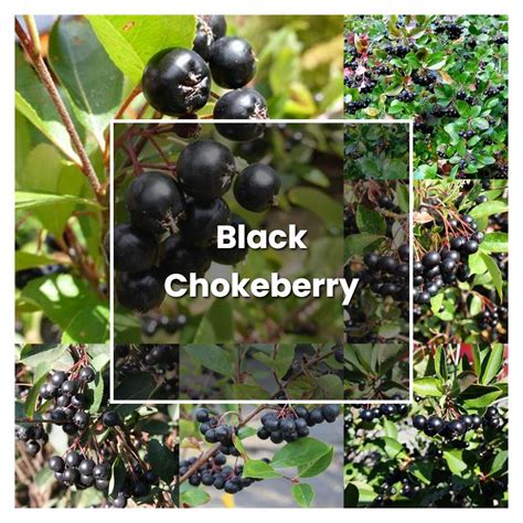 Harvest Festivities: Celebrating October Magic Black Chokeberry